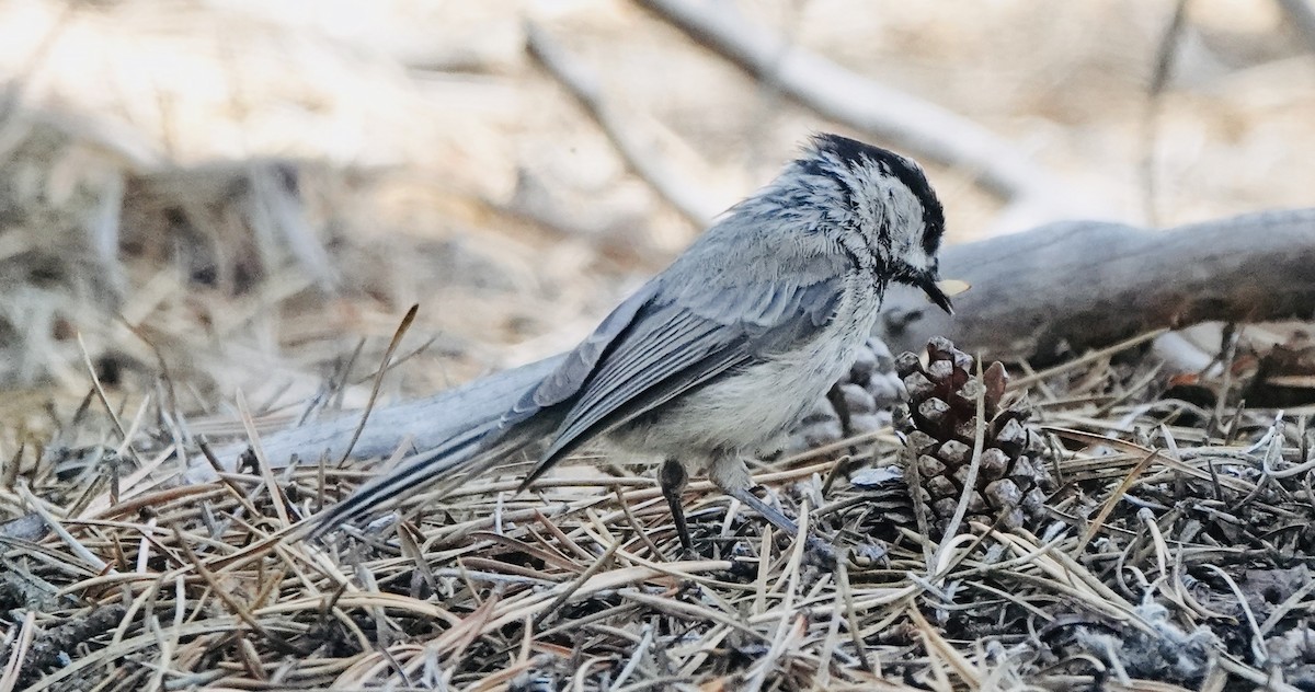 Mountain Chickadee - ML638555340