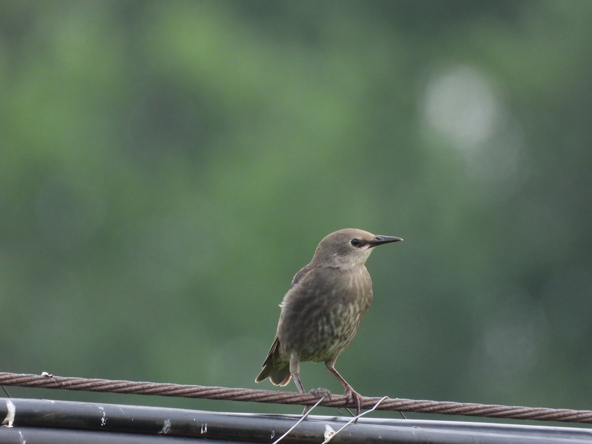 European Starling - ML638555349