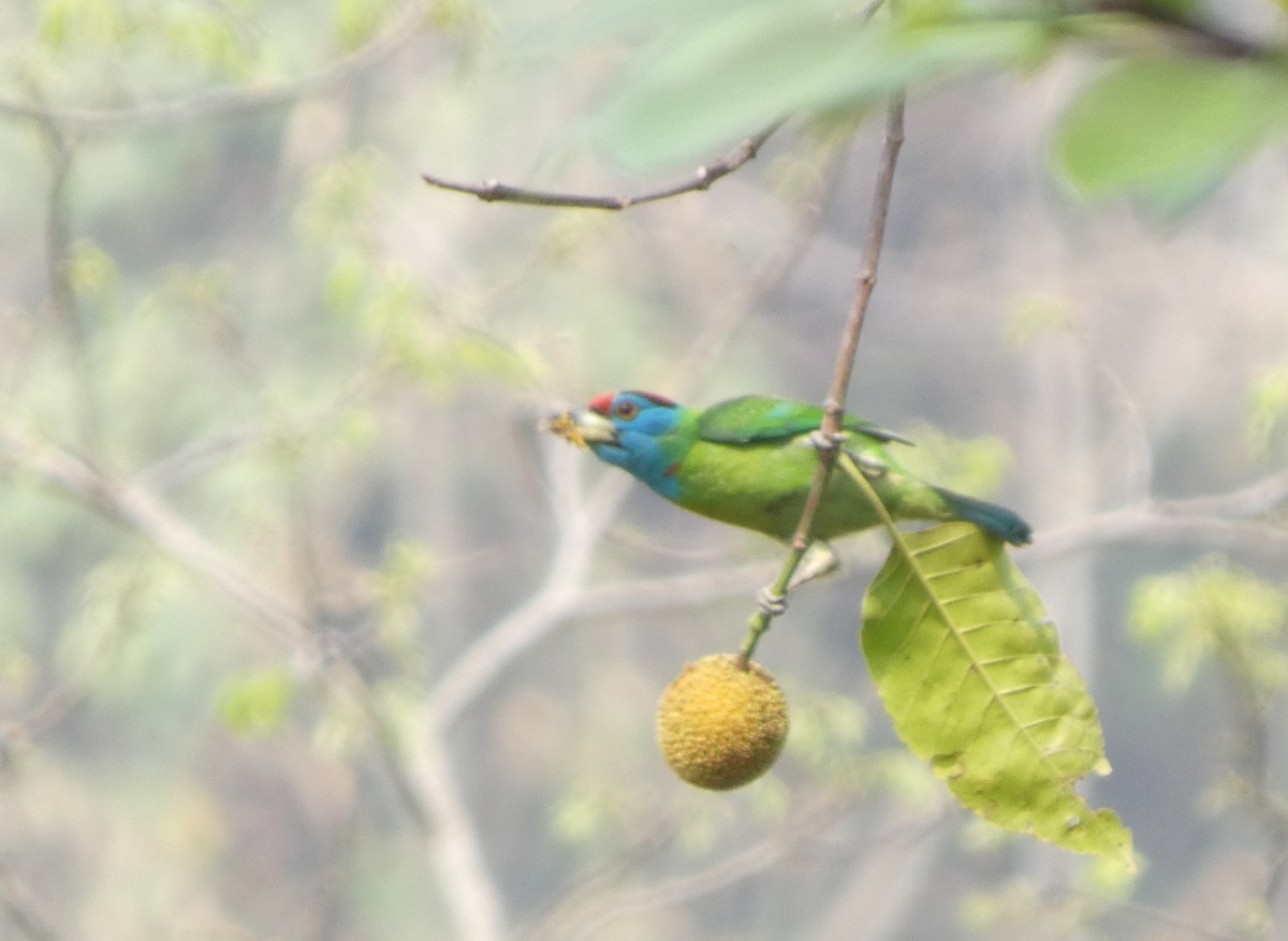 Blue-throated Barbet - ML638555356