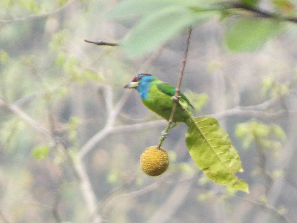 Blue-throated Barbet - ML638555357