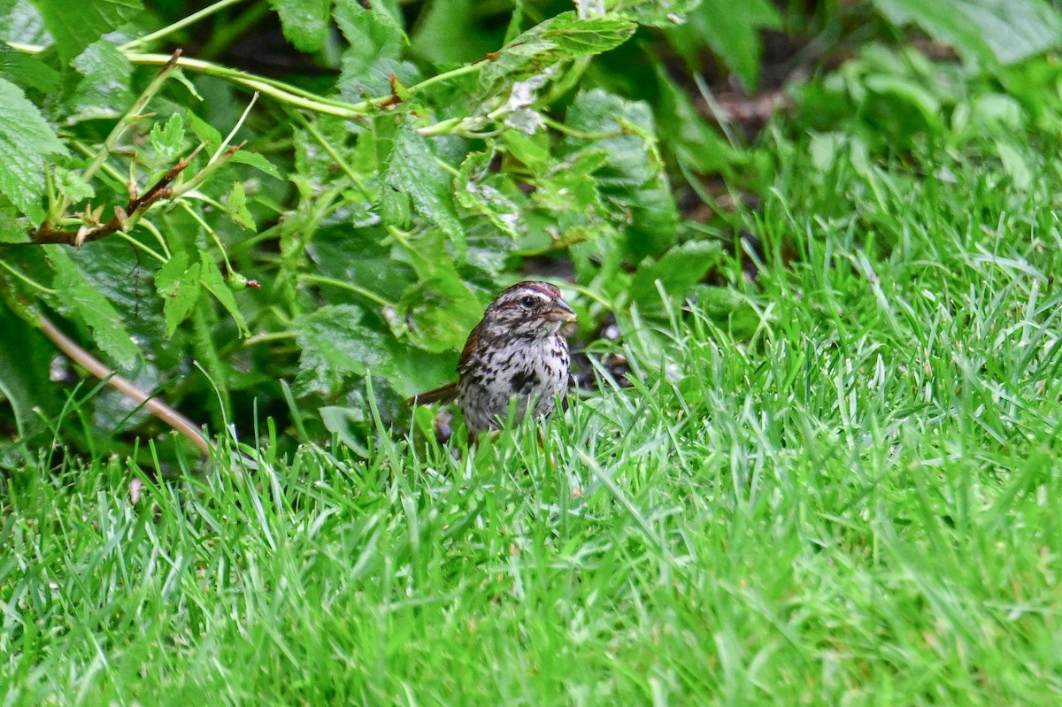 Song Sparrow - ML638555453