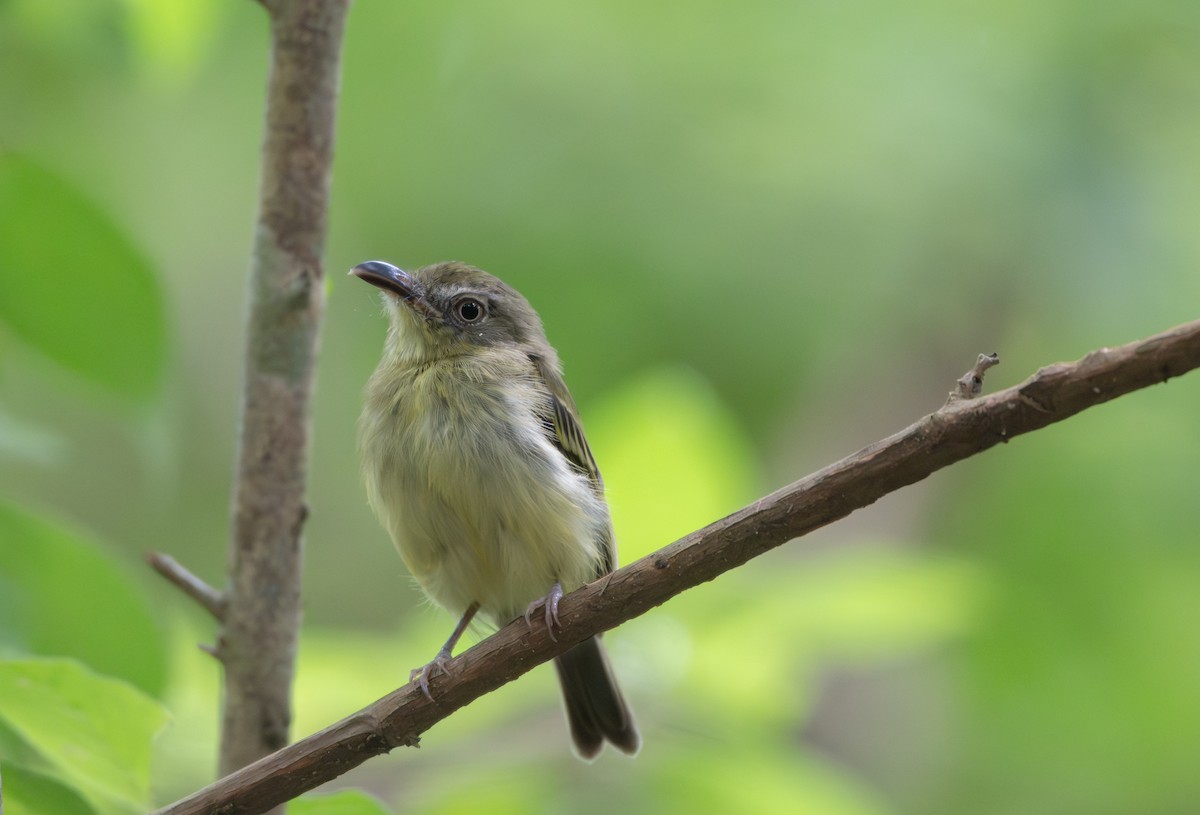 Southern Bentbill - ML638555454