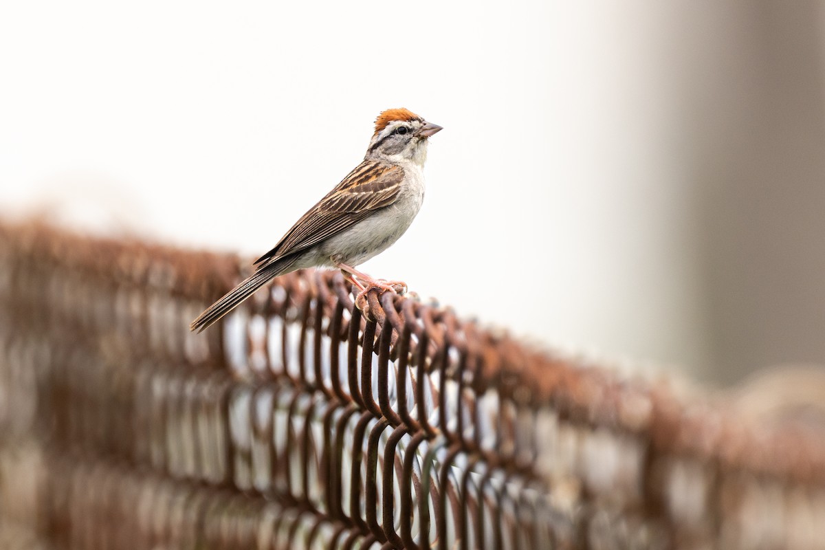 Chipping Sparrow - ML638555455