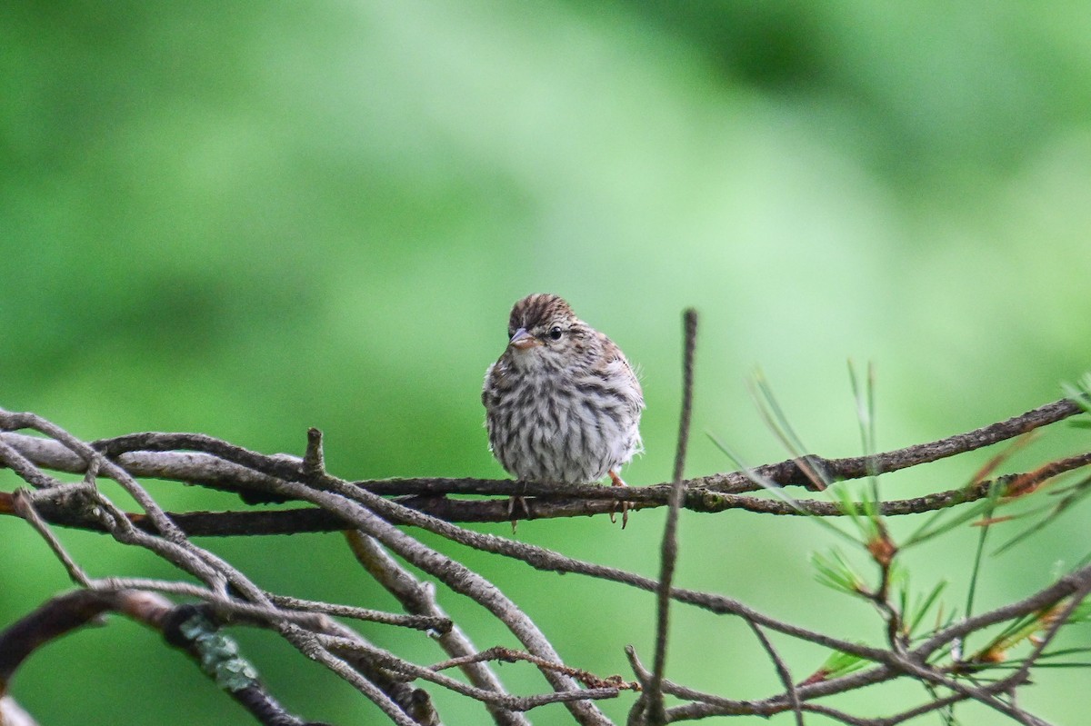 Chipping Sparrow - ML638555460