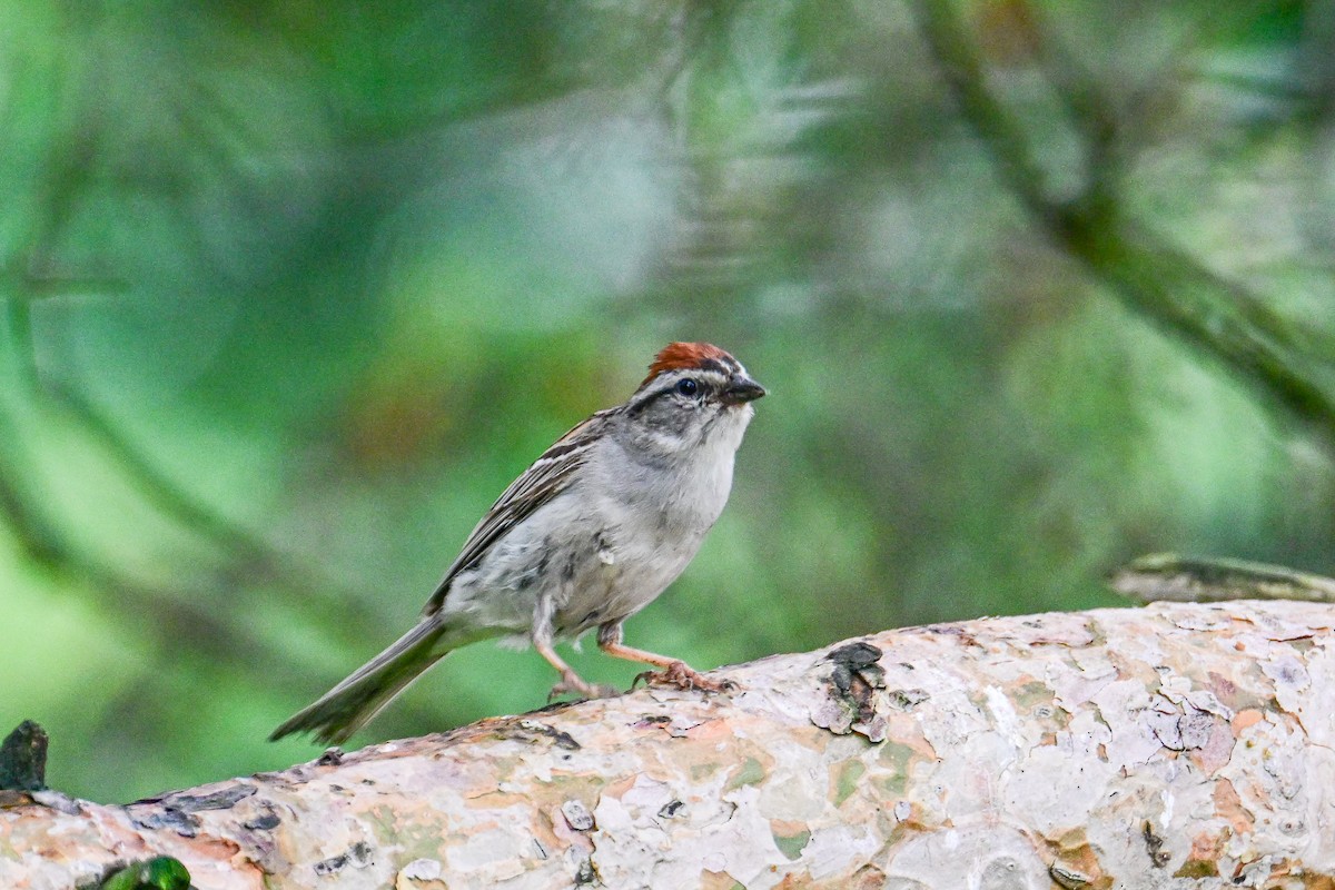 Chipping Sparrow - ML638555512