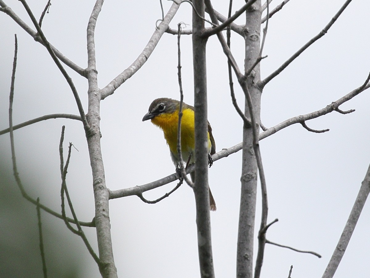 Yellow-breasted Chat - ML638555523