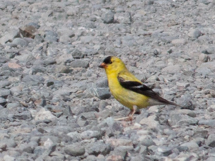 American Goldfinch - ML638555525
