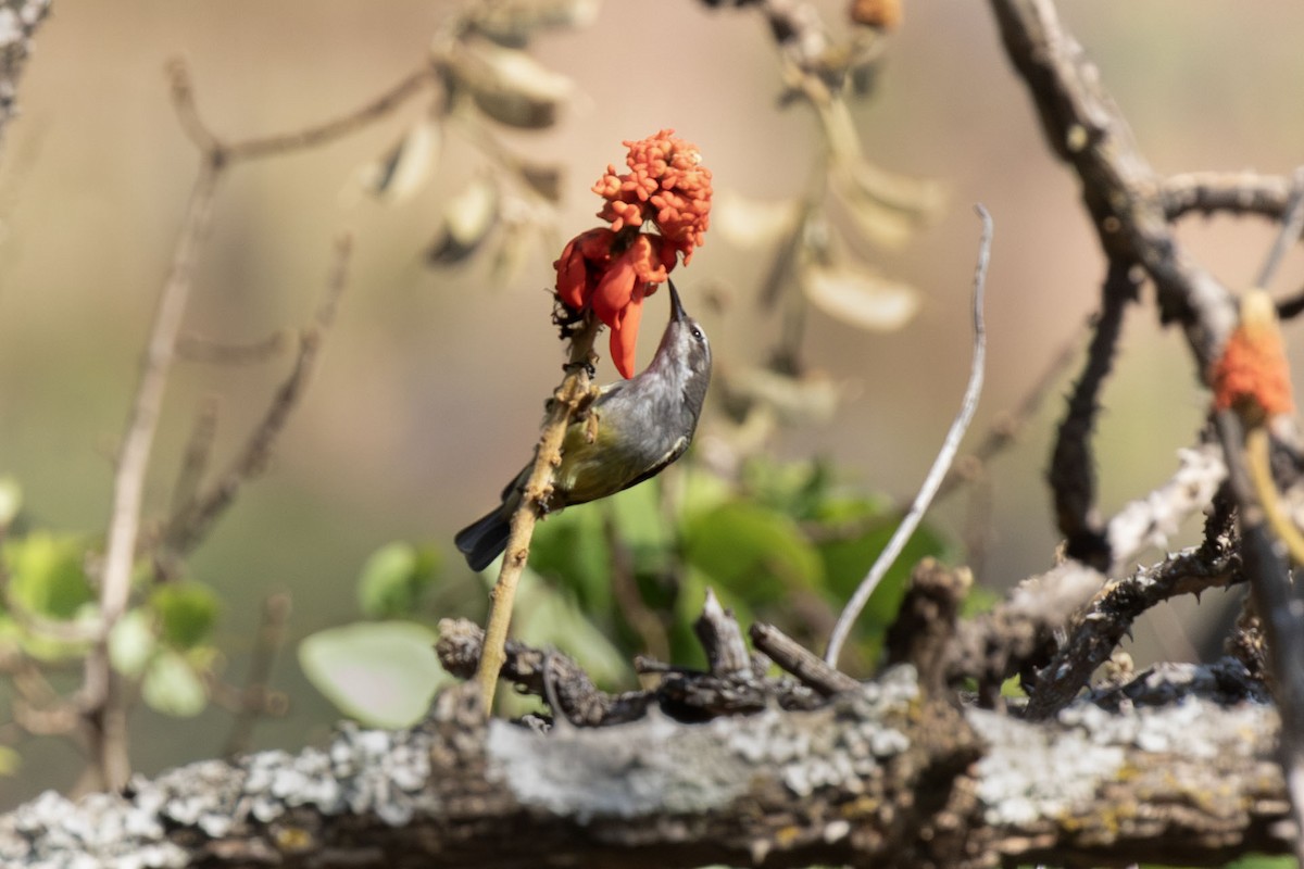 Suimanga Violeta - ML638555526