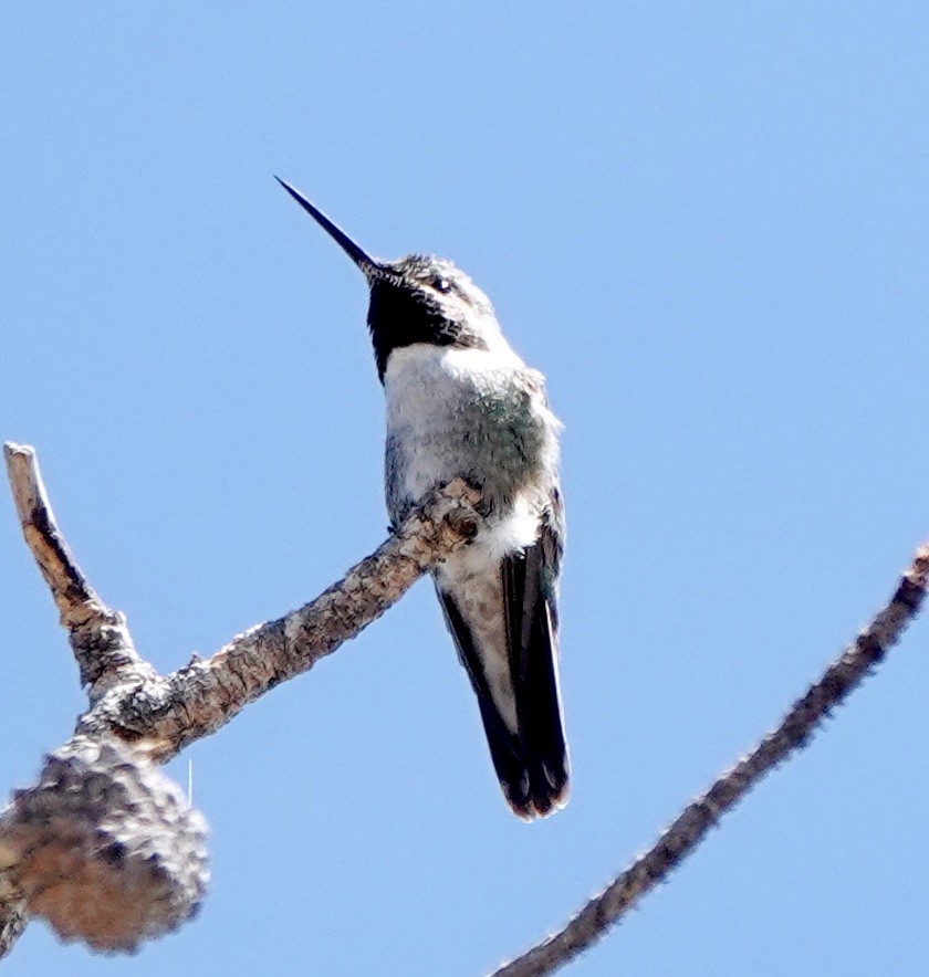 Broad-tailed Hummingbird - ML638555529