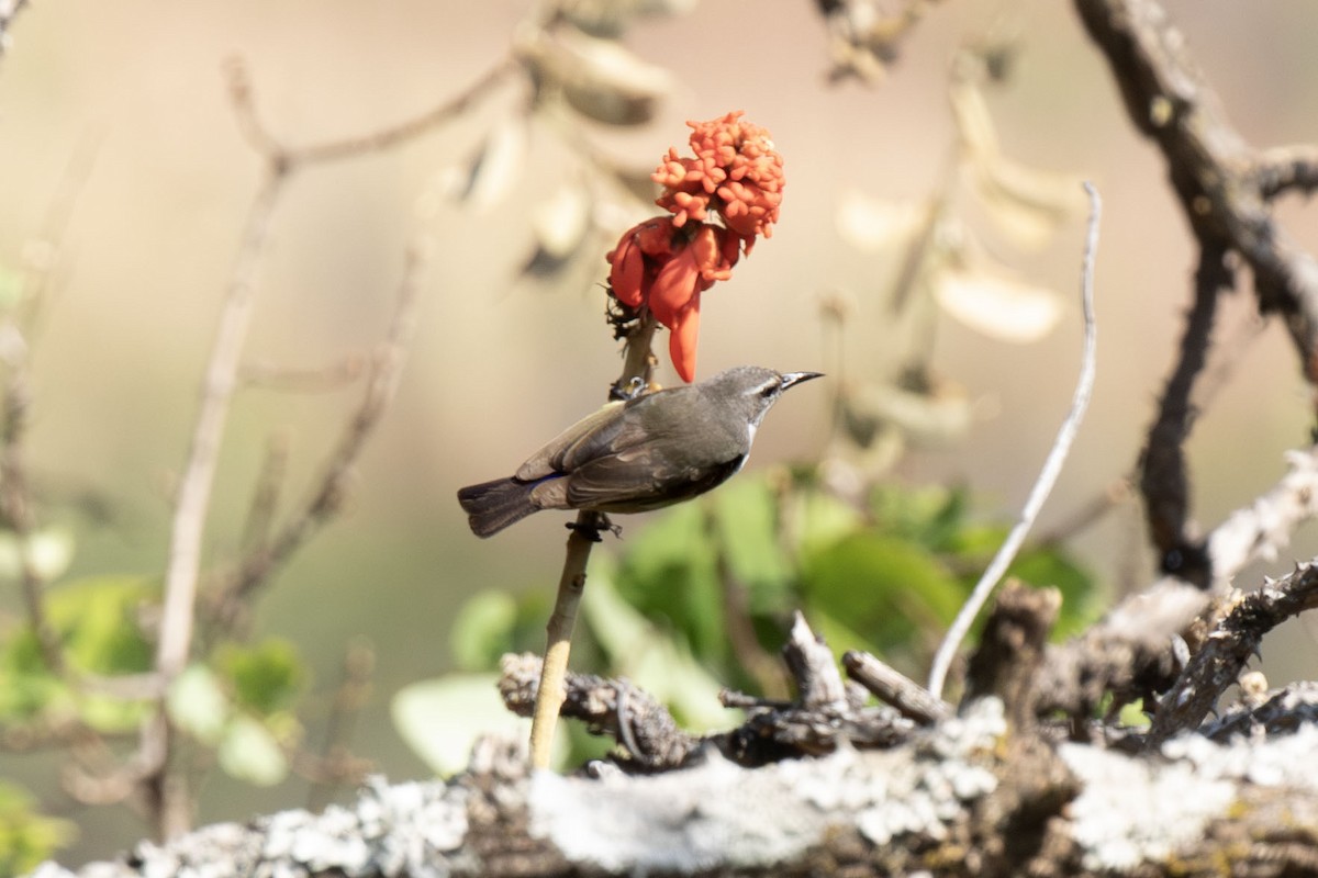 Suimanga Violeta - ML638555530