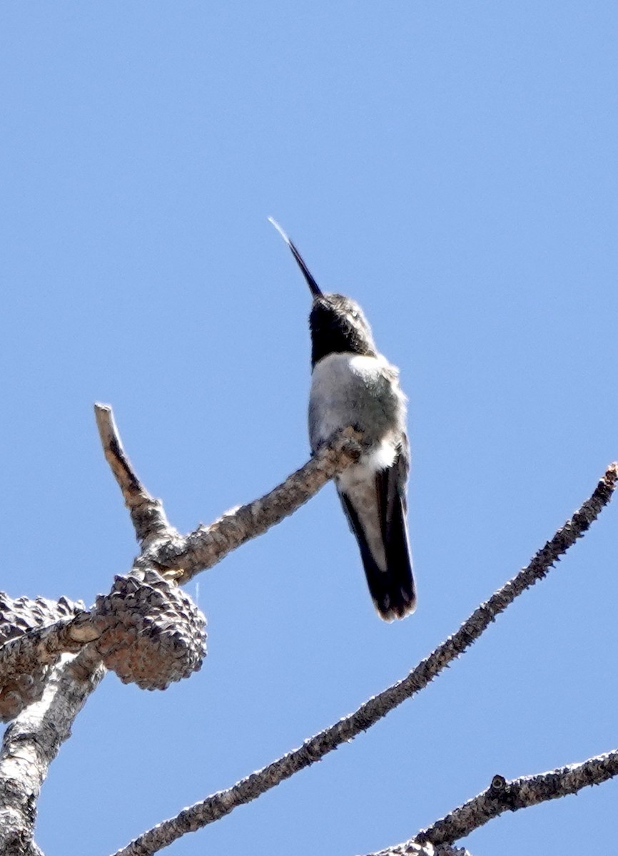 Broad-tailed Hummingbird - ML638555534