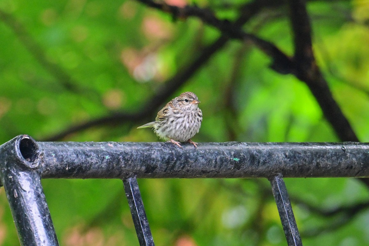 Chipping Sparrow - ML638555540