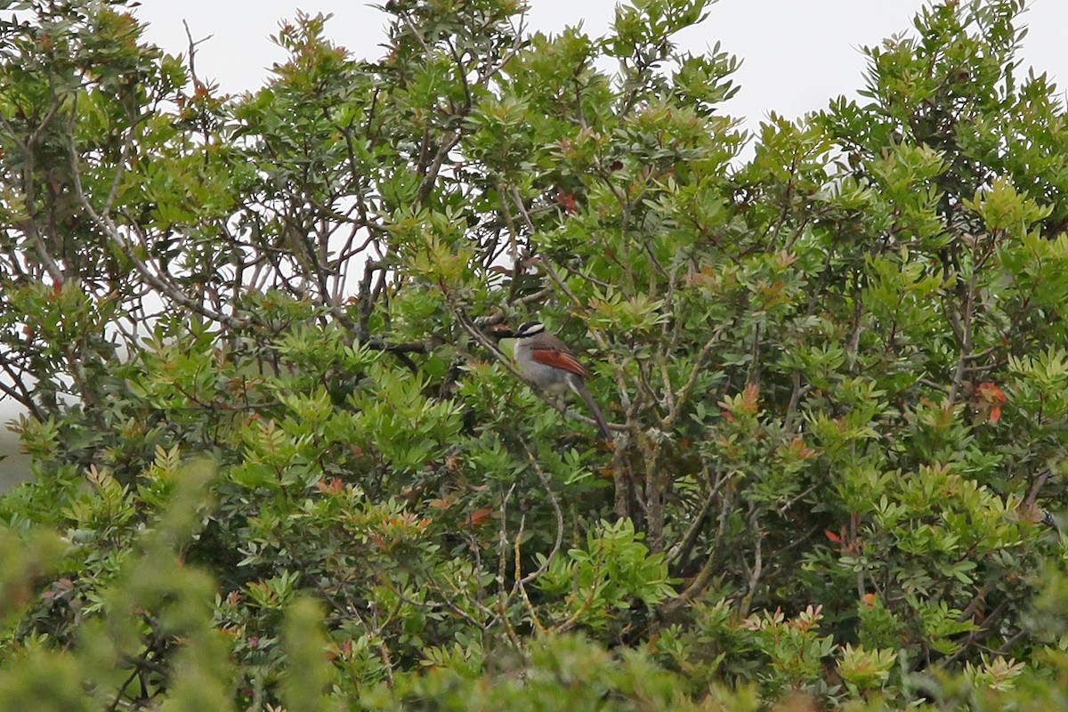 Black-crowned Tchagra (Hooded) - ML638555550