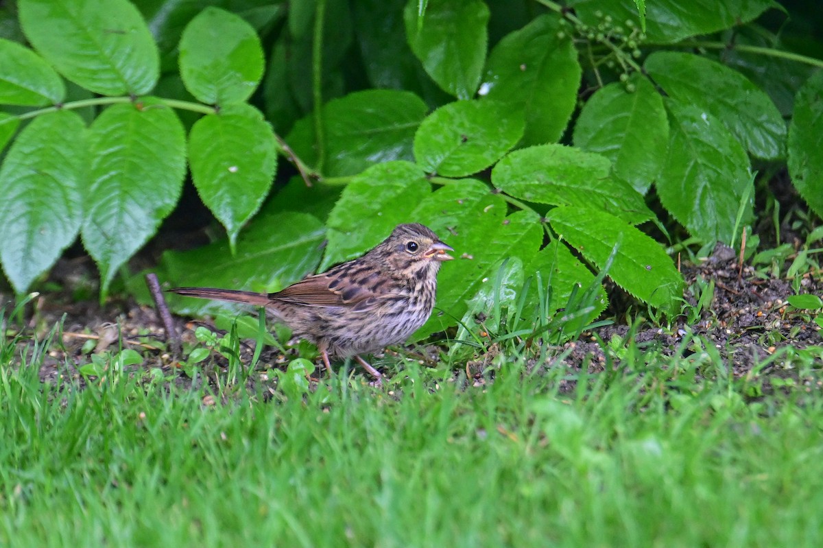 Song Sparrow - ML638555554