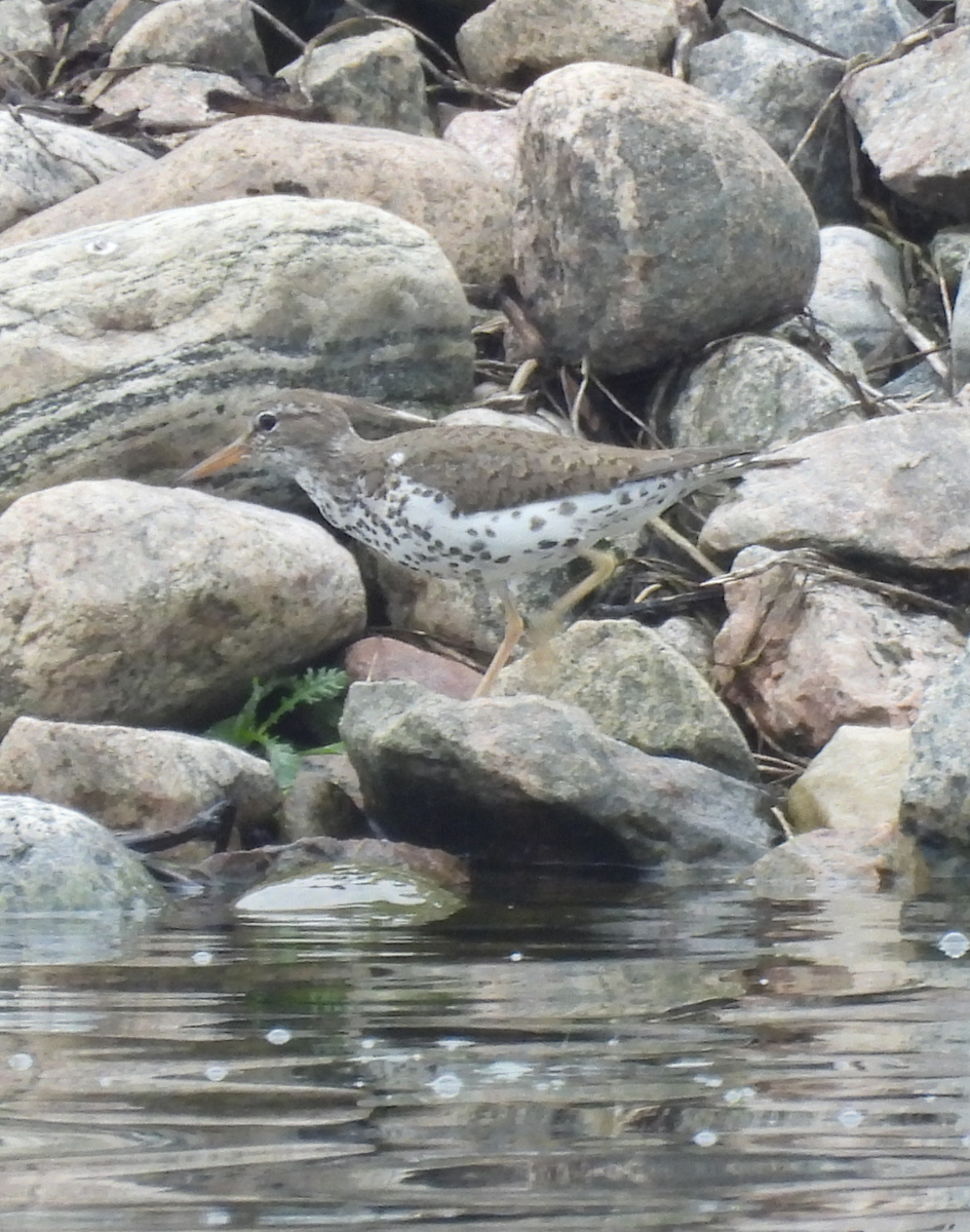 Spotted Sandpiper - ML638555560