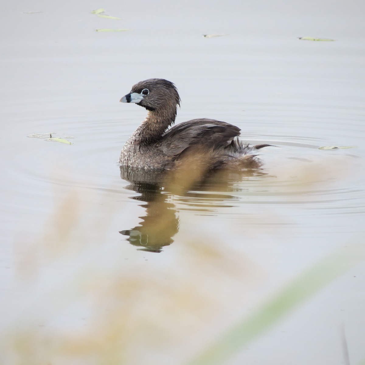 Pied-billed Grebe - ML638555590