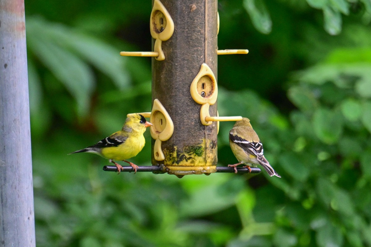 American Goldfinch - ML638555597