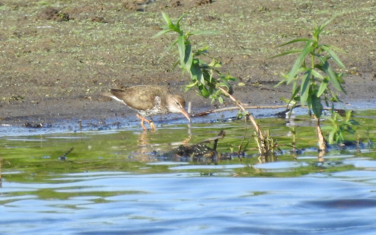 Spotted Sandpiper - ML638555598