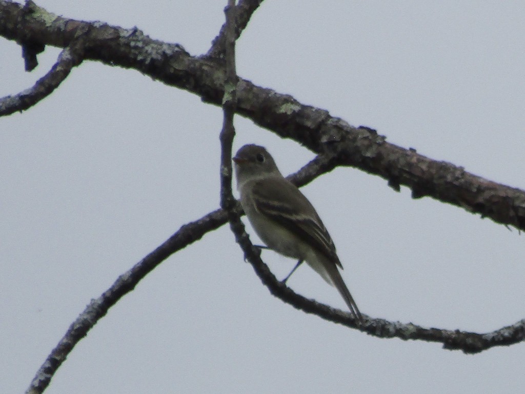 Mosquero Fibí - ML638555603