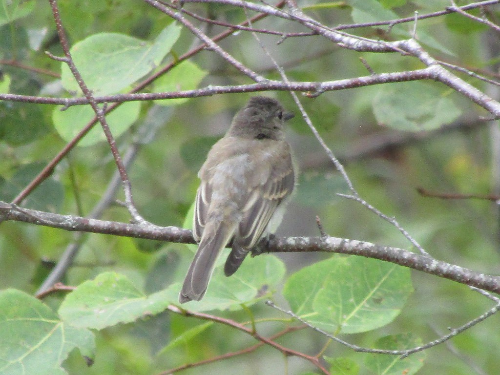 Mosquero Fibí - ML638555604