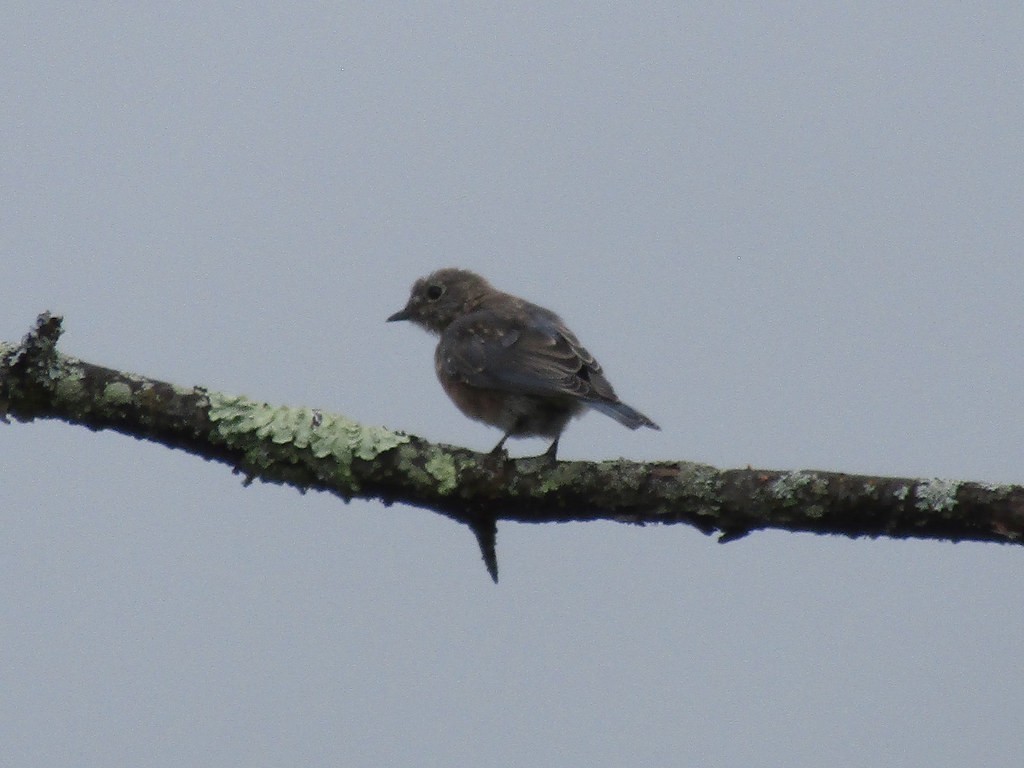 Eastern Bluebird - ML638555614