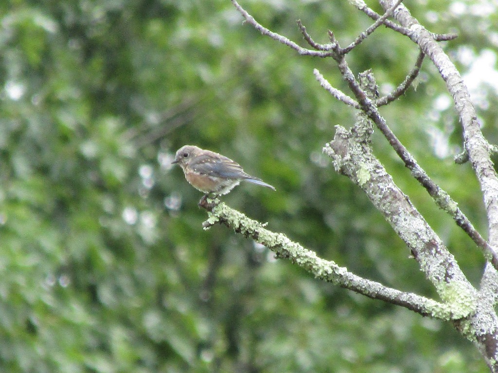 Eastern Bluebird - ML638555615