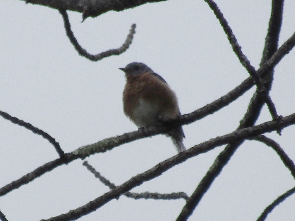Eastern Bluebird - ML638555616