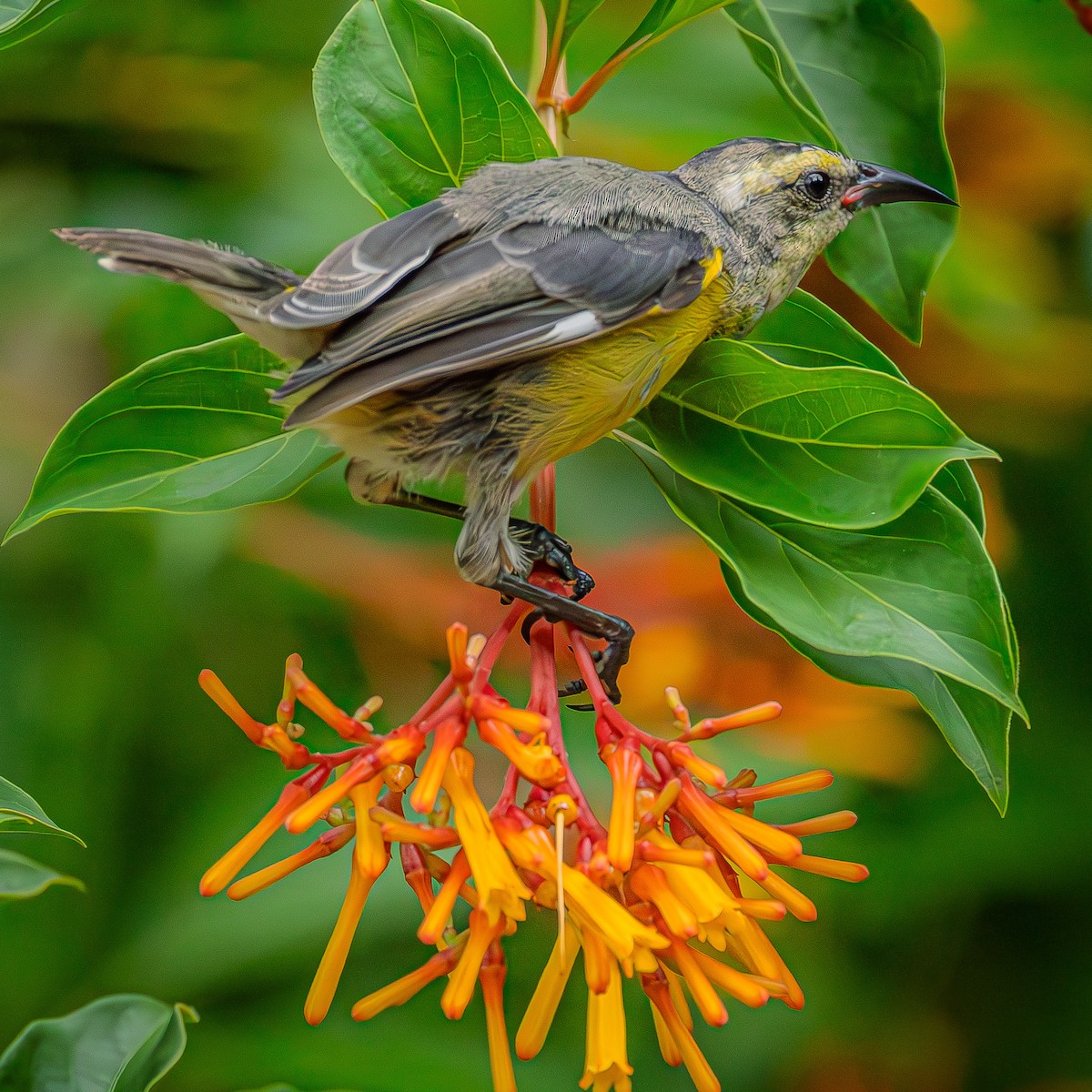 Bananaquit (Greater Antillean) - ML638555617