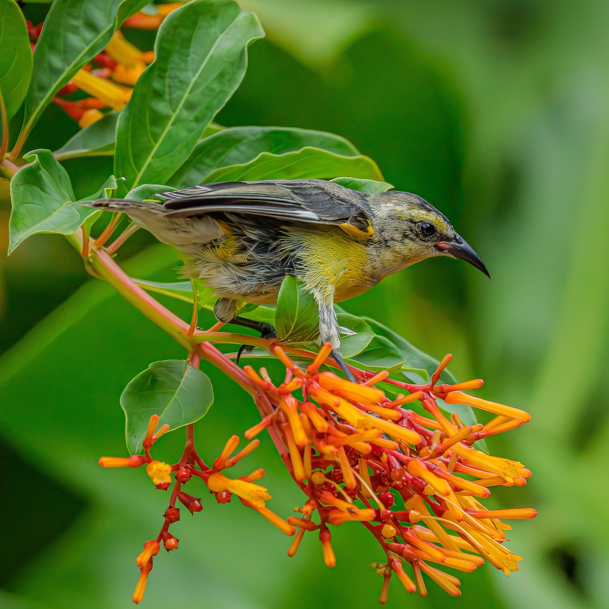 Bananaquit (Greater Antillean) - ML638555618