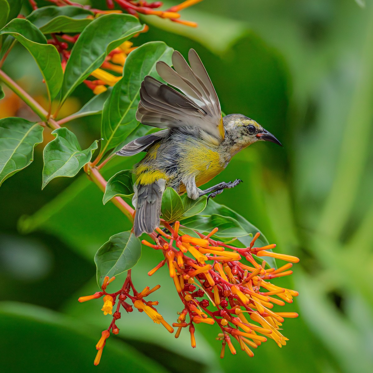 Bananaquit (Greater Antillean) - ML638555619