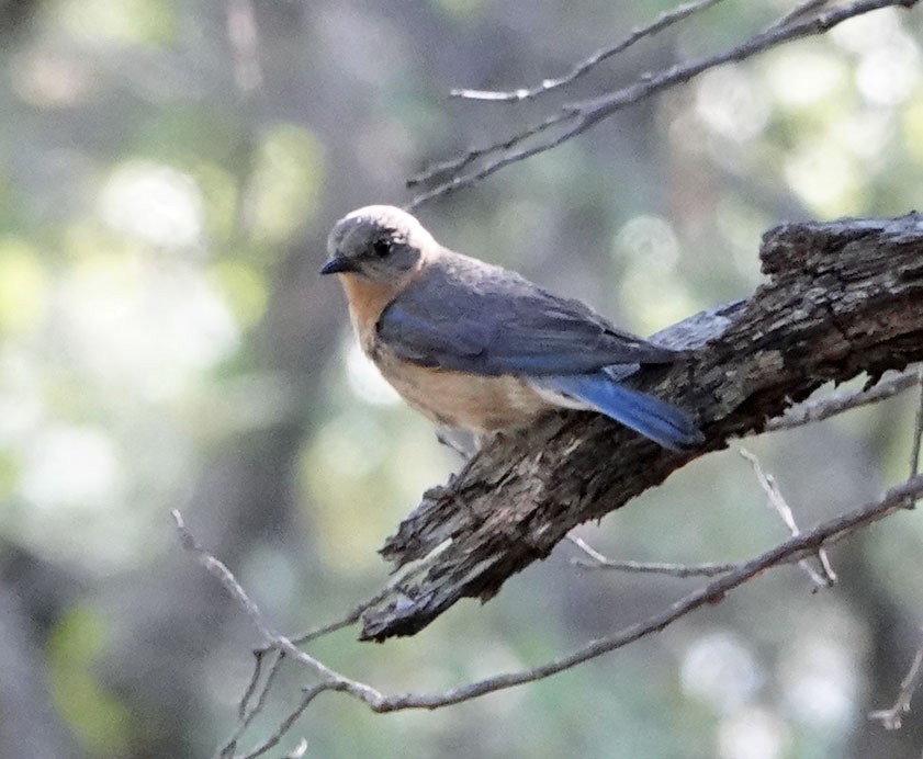 Eastern Bluebird (Mexican) - ML638555620