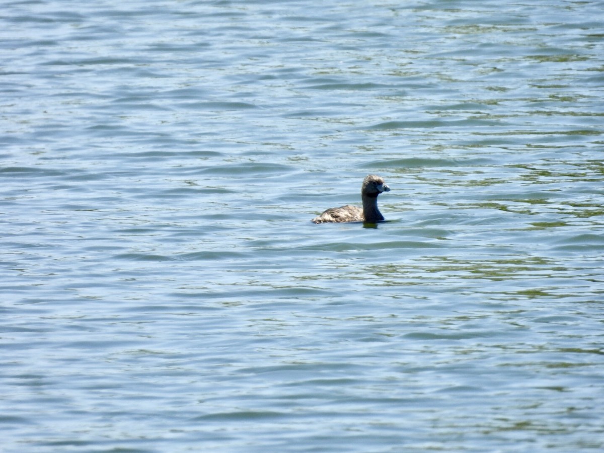 Pied-billed Grebe - ML638555657