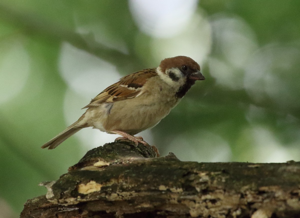 Eurasian Tree Sparrow - ML638555659