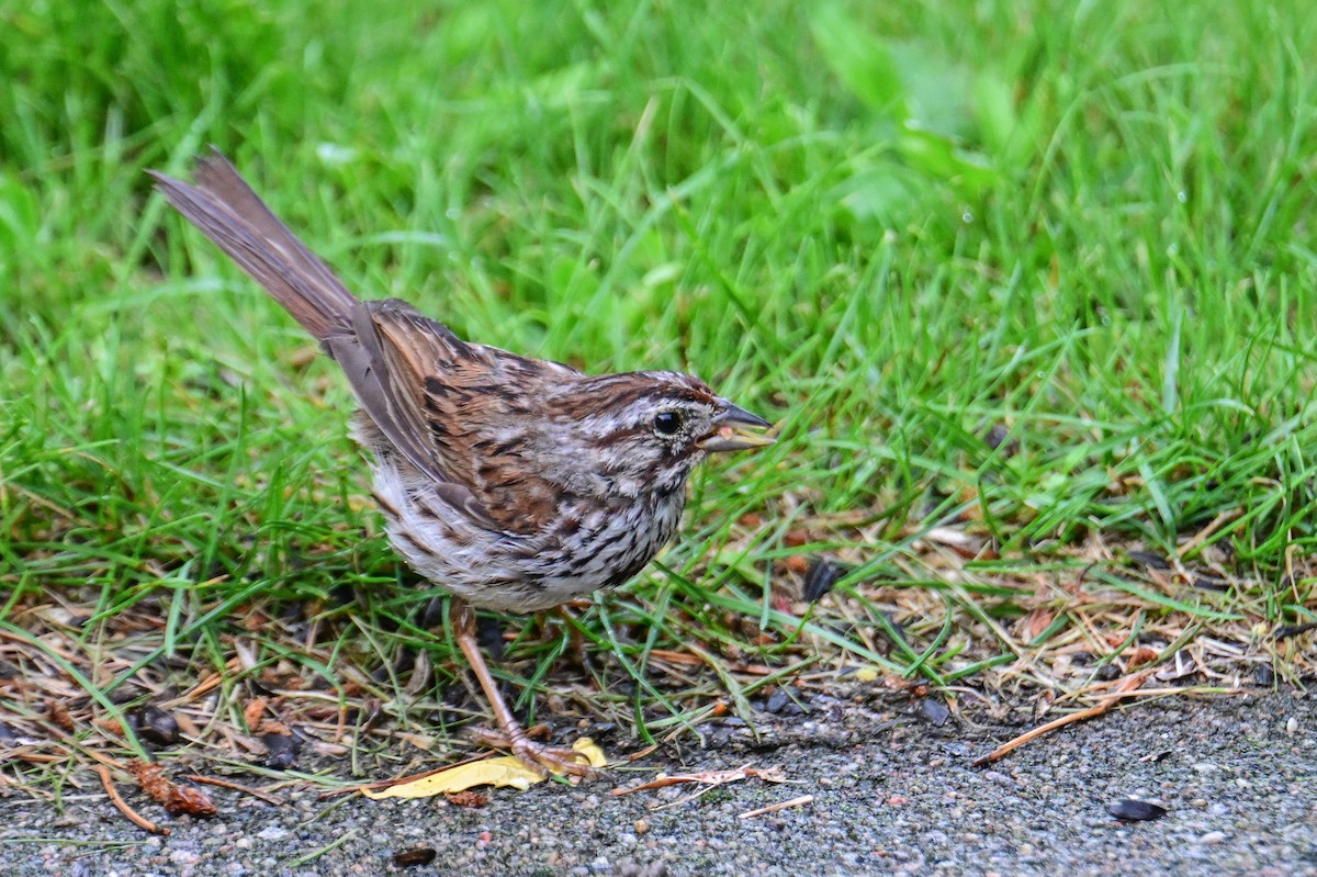 Song Sparrow - ML638555669