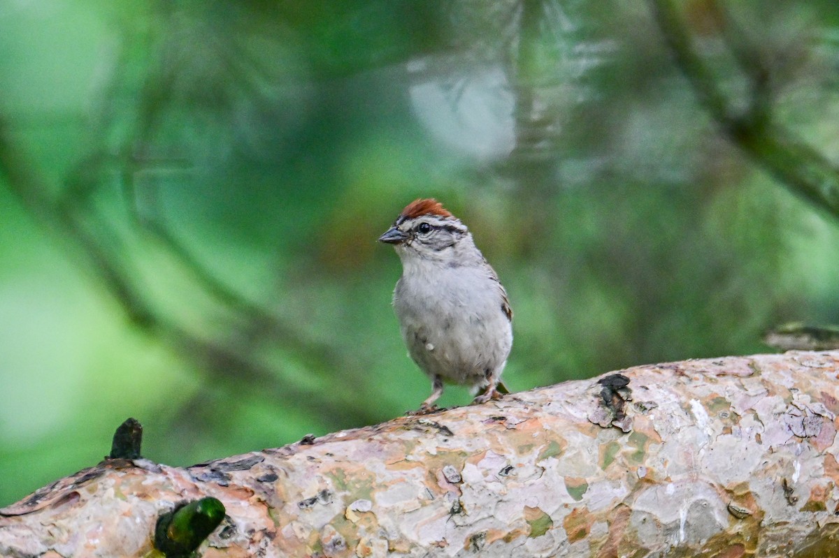 Chipping Sparrow - ML638555676