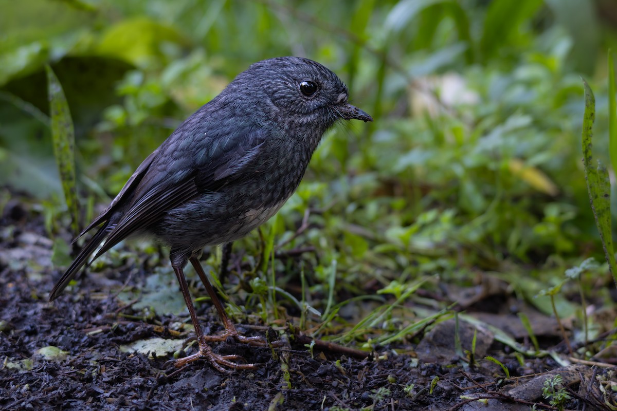 North Island Robin - ML638555678