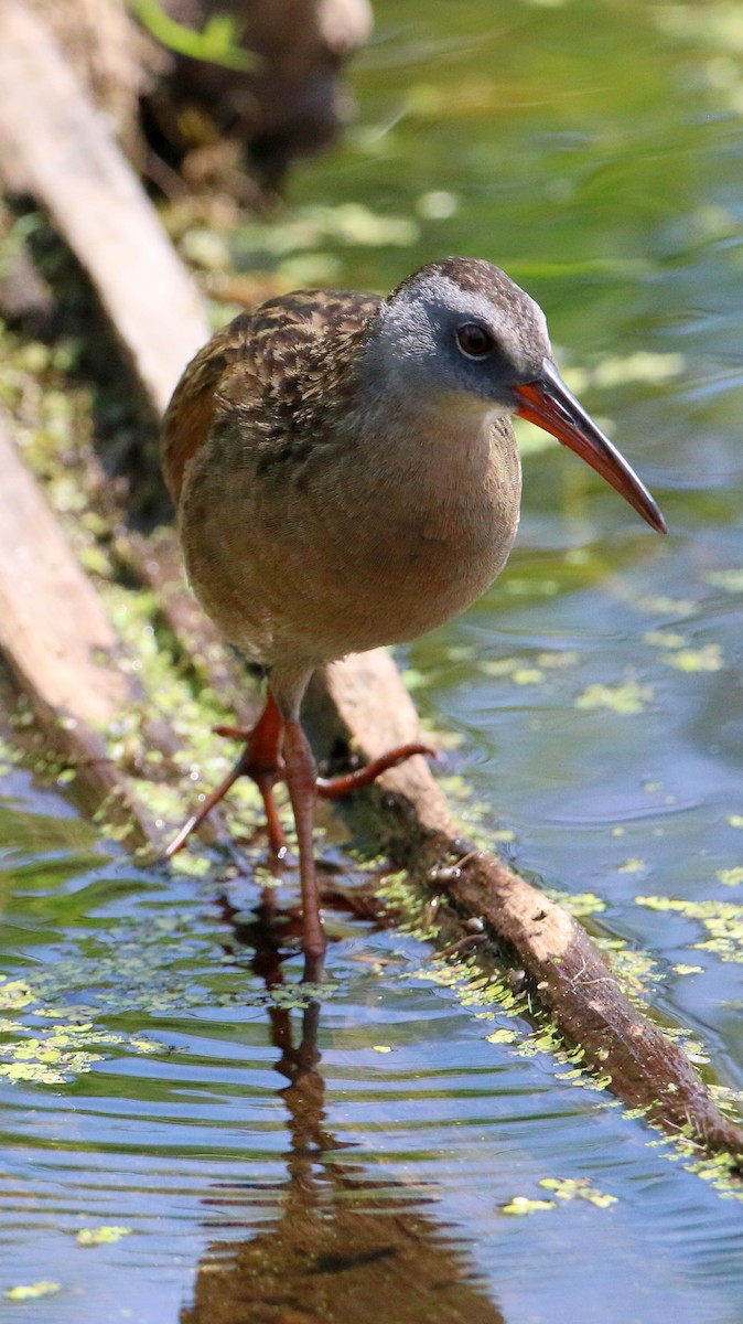 Virginia Rail - ML638555737
