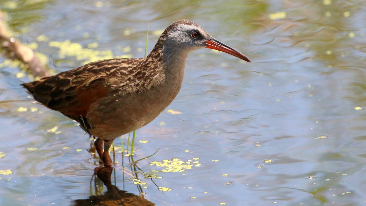 Virginia Rail - ML638555739
