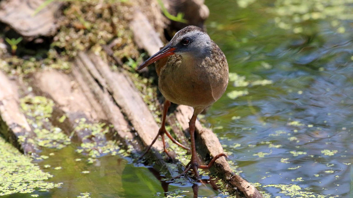 Virginia Rail - ML638555740