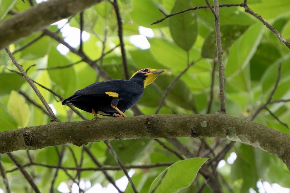 Golden-crested Myna - ML638555741