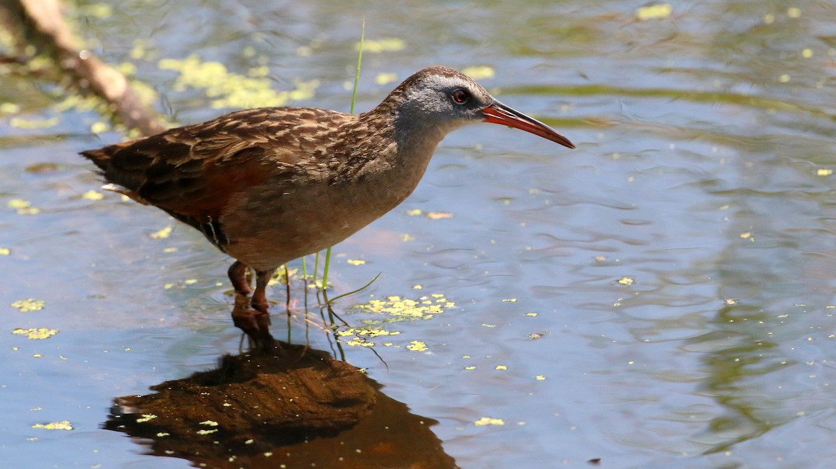 Virginia Rail - ML638555742