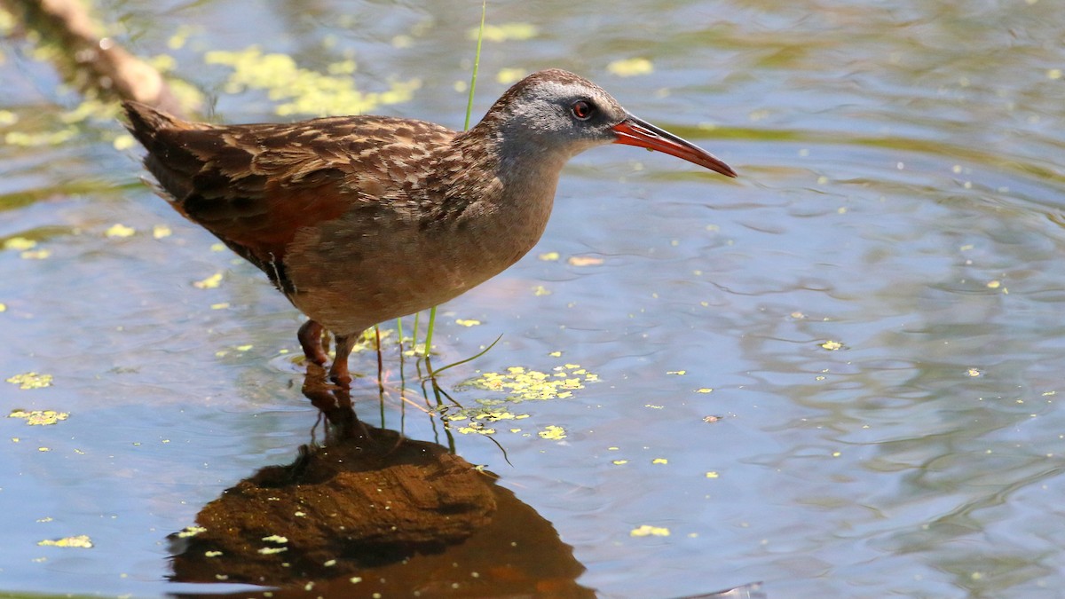 Virginia Rail - ML638555743