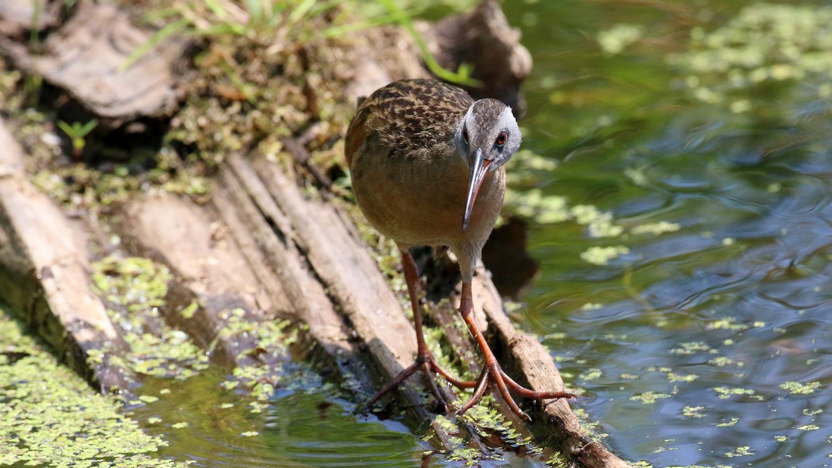 Virginia Rail - ML638555744