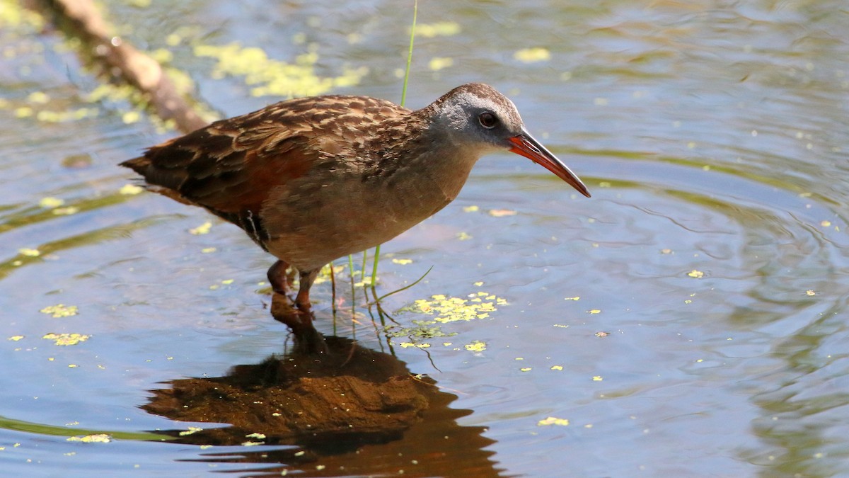 Virginia Rail - ML638555745