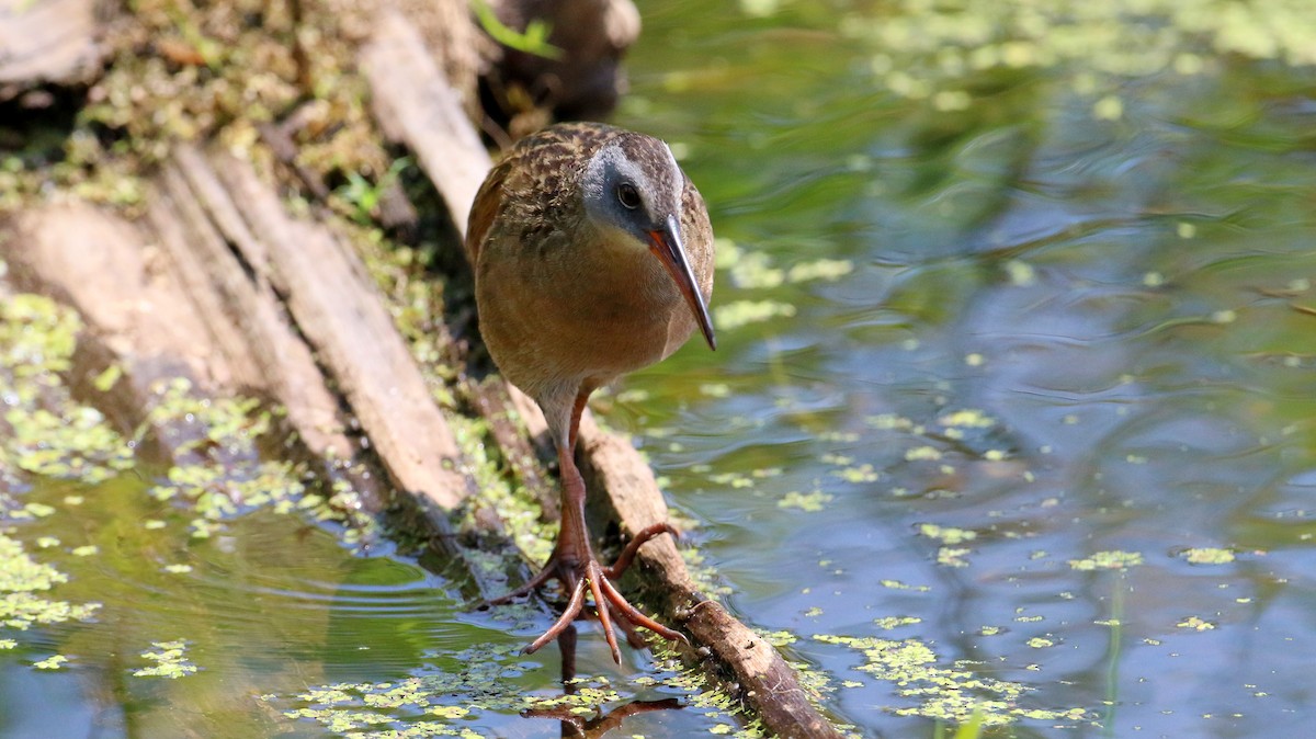 Virginia Rail - ML638555746