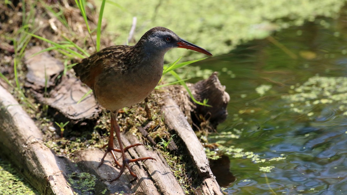 Virginia Rail - ML638555747