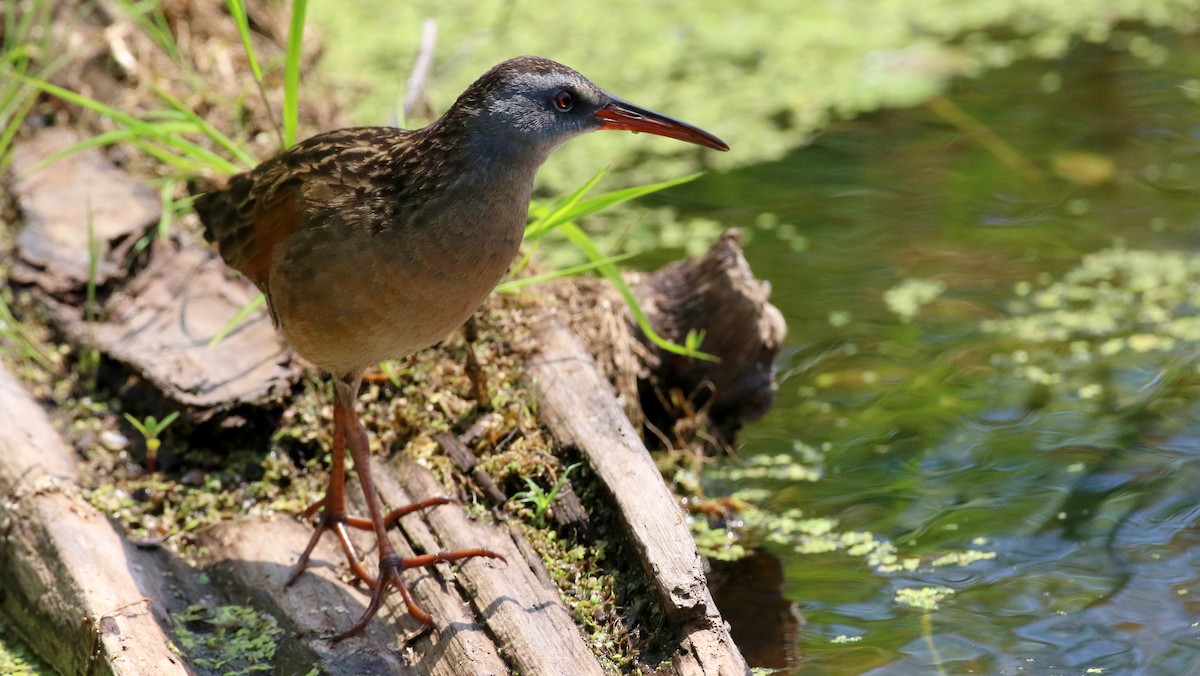 Virginia Rail - ML638555748