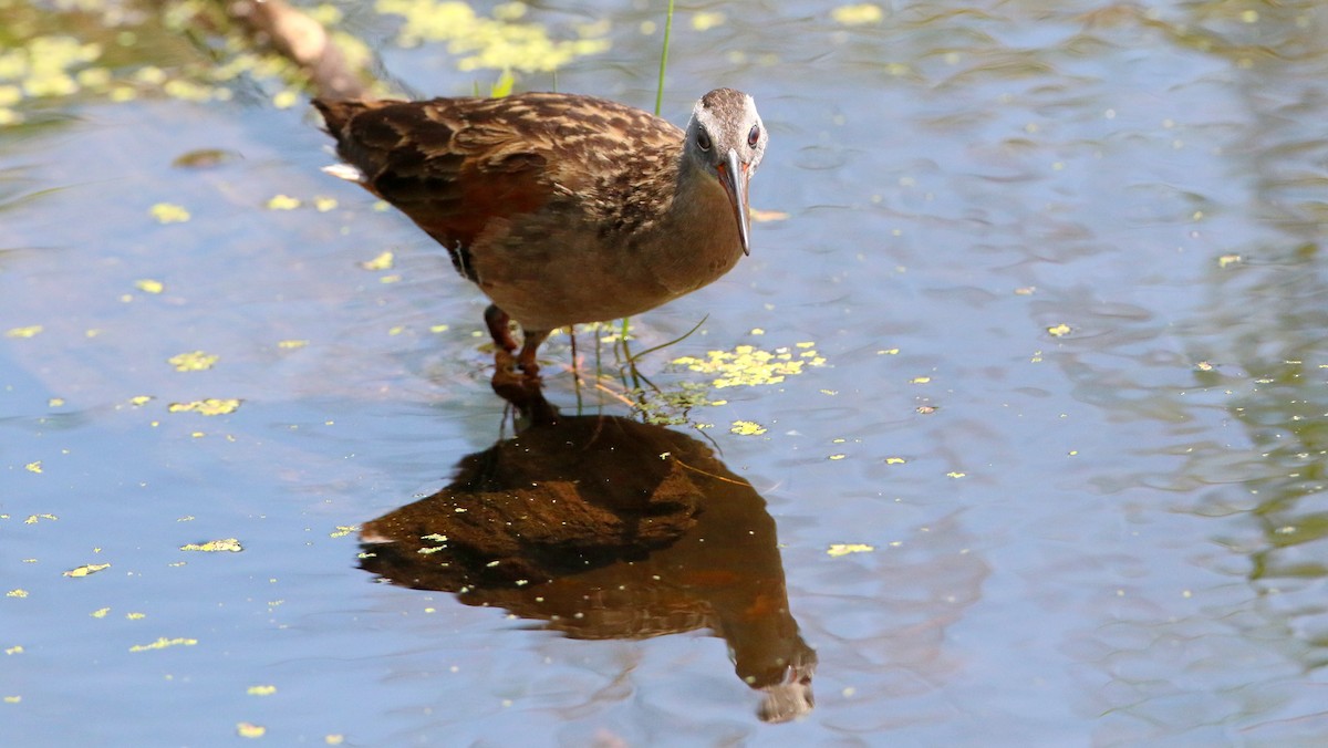 Virginia Rail - ML638555749