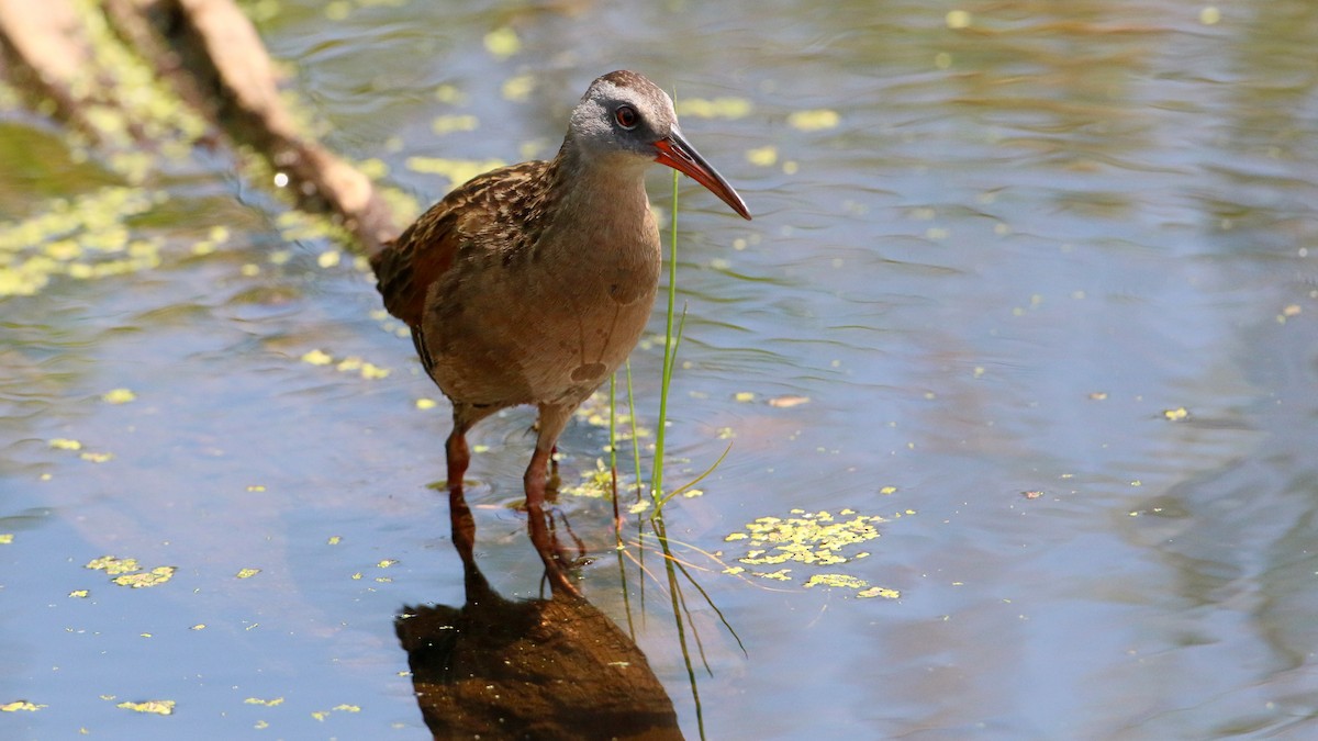 Virginia Rail - ML638555750