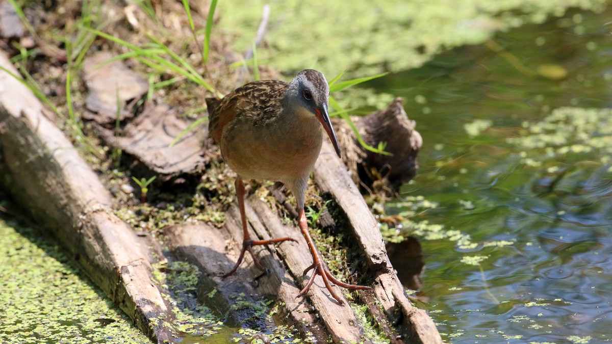 Virginia Rail - ML638555751